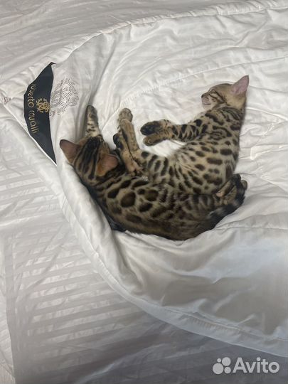 Бенгальские котята