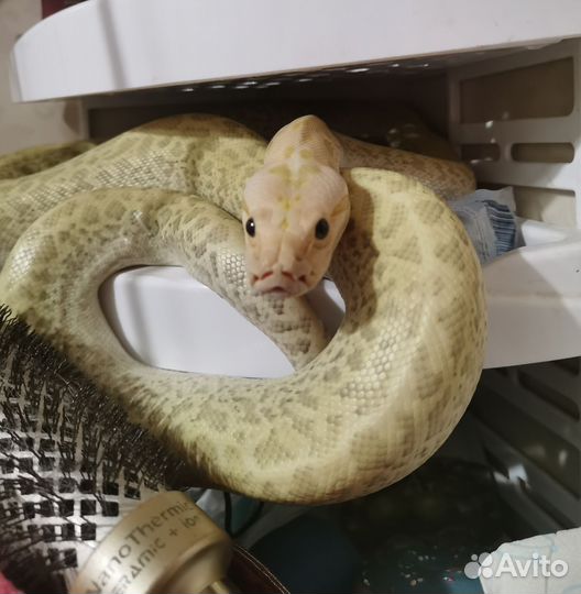 Аренда змей для фотосессий