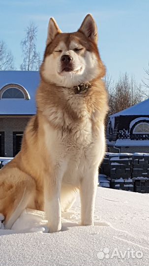 Кобель для вязки