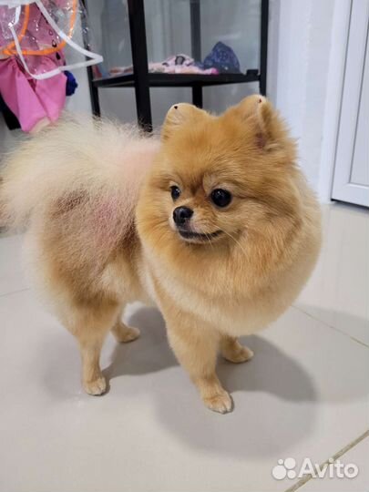 Стрижка собак и кошек. Груминг салон Лапки