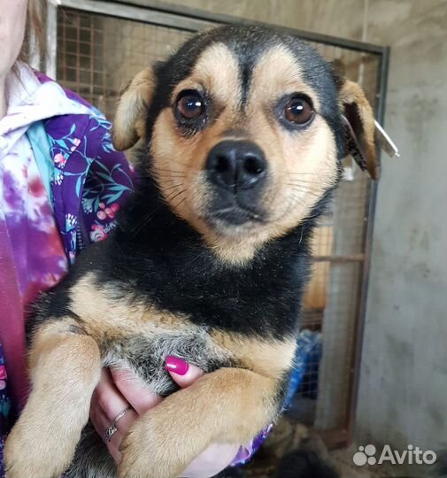 Собака в добрые руки