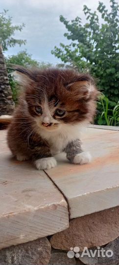 Продаю котят