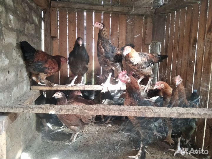 Молодые петухи