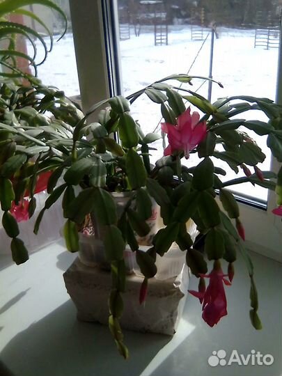 Цветок Декабрист