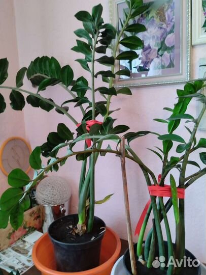 Замиокулькас