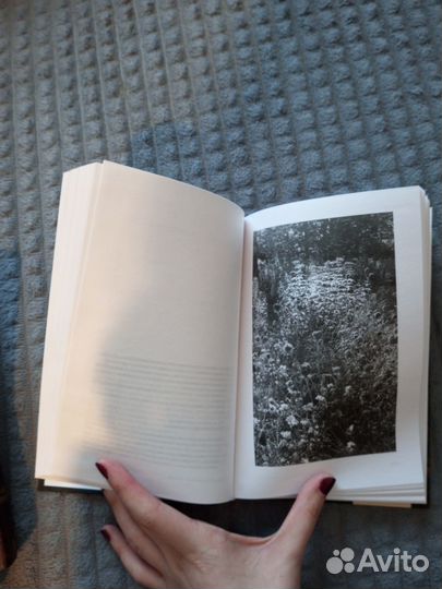 Северный лес