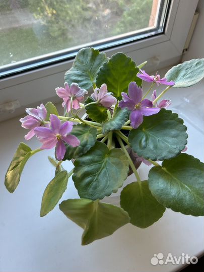 Фиалки разные