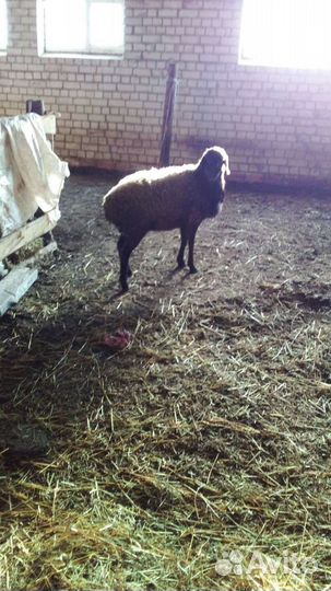 Ярки, баранчики, шерсть