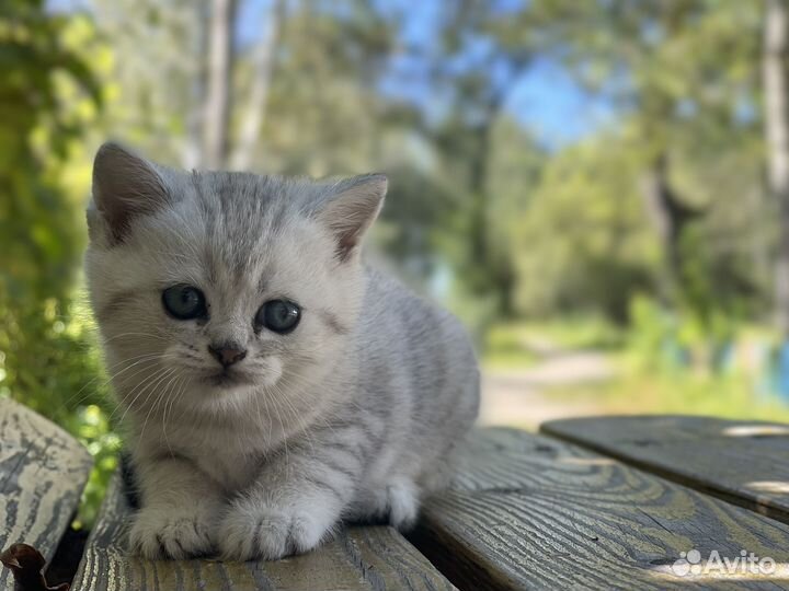 Британские с шотландской помесью