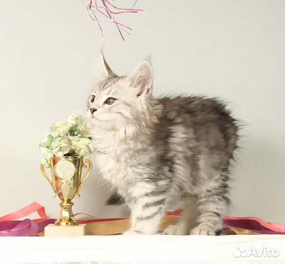 Котята мейн-кун