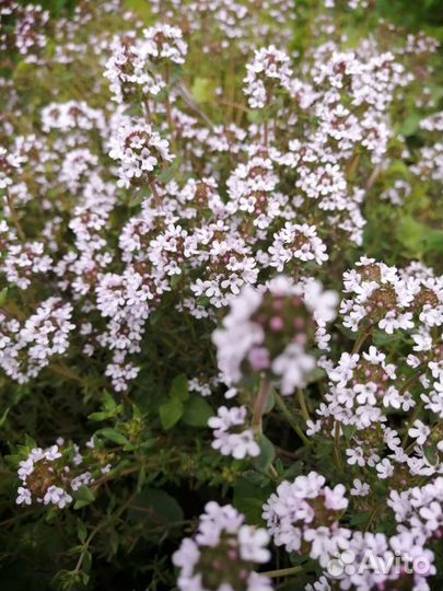 Чабрец, пряные травы, многолетники