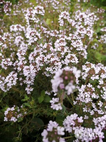 Чабрец, пряные травы, многолетники