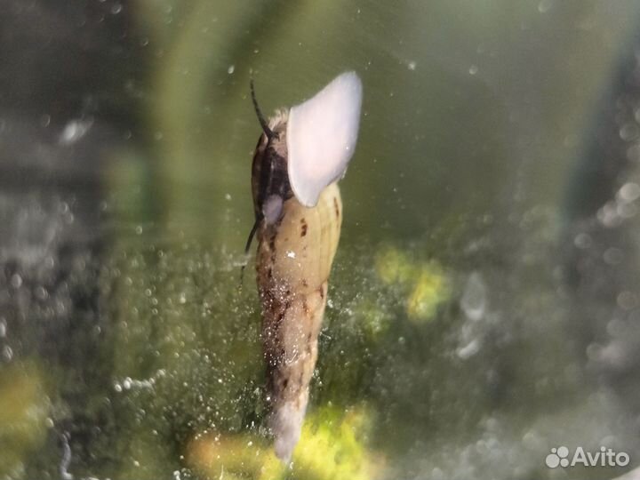 Улитки мелании