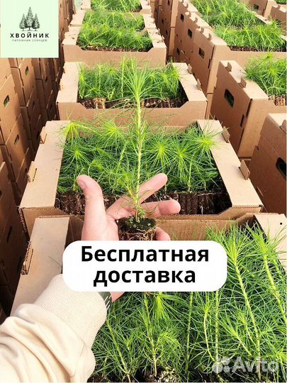 Сосна Обыкновенная/Pinus sylvestris