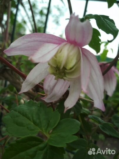 Княжик Пинк фламинго