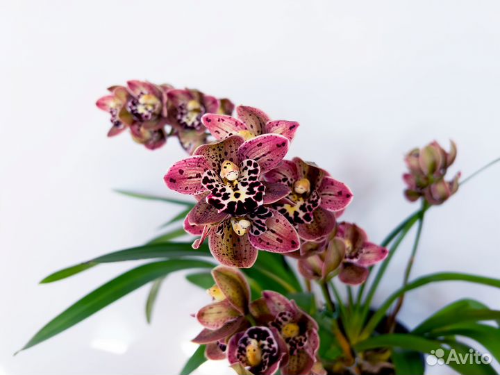 Орхидея цимбидиум Magic Vogel