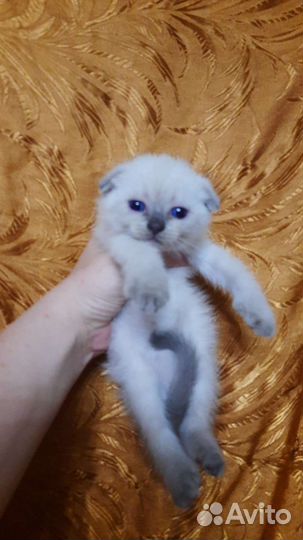 Шотландские вислоухие котята