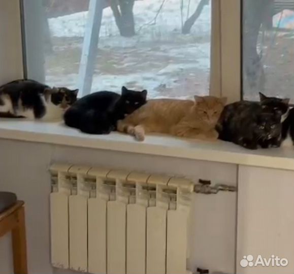 Молодая кошечка