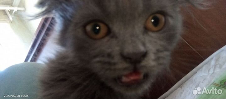 Вислоухий котенок(мальчик)