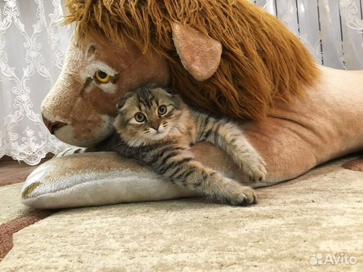 Кошка на вязку