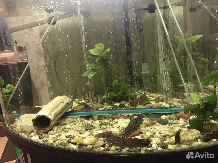 Аквариум с тумбой бу
