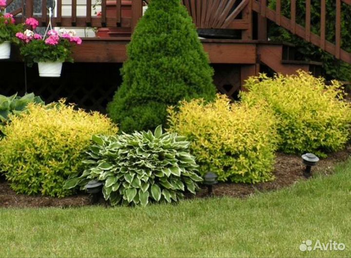 Спирея Голд маунт