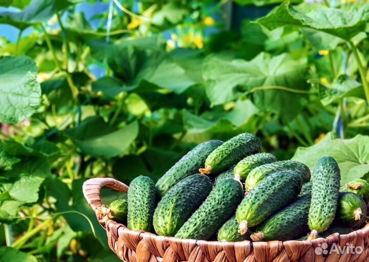 Капельная лента zelna (урожайная) 1000 м