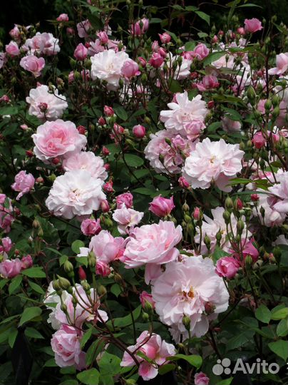Розы кусты