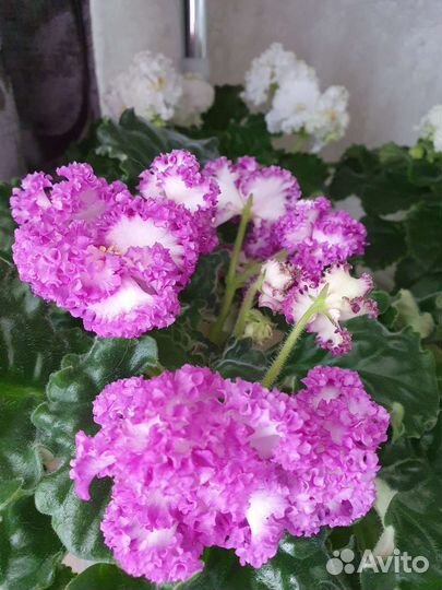 Фиалка пт Принцесса Ясмин