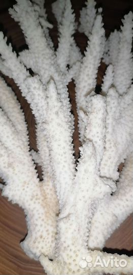 Натуральный коралл