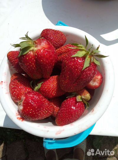 Рассада клубники