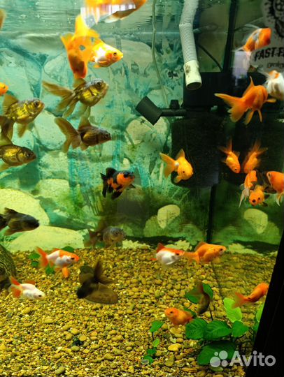 Малек рыб Аранды и реукинов