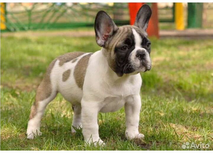 Французики