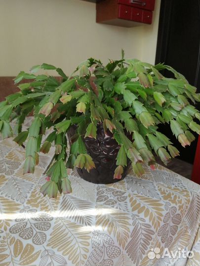 Хлорофитум кудрявый