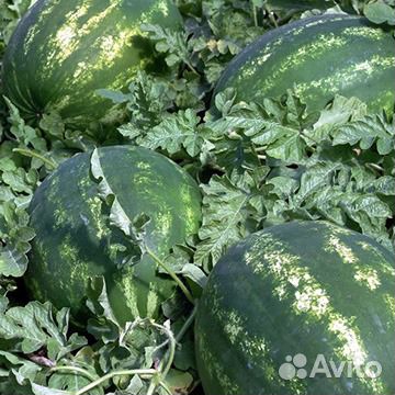 Семена арбуза Каристан F1 1000с Syngenta