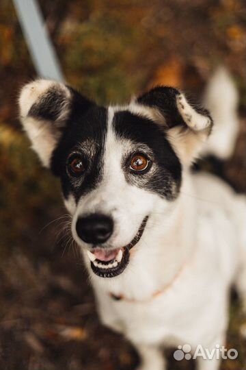 Собачка в добрые руки