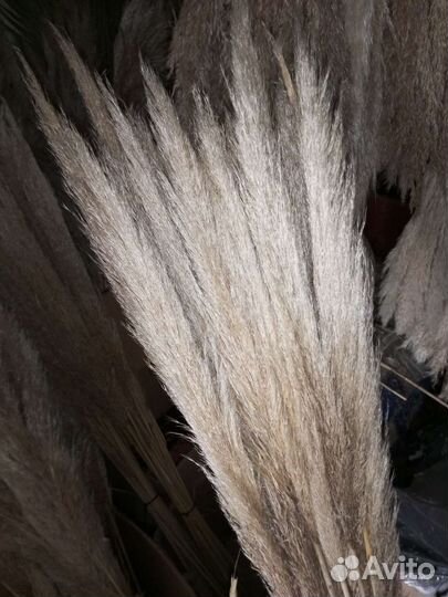 Пампасная трава