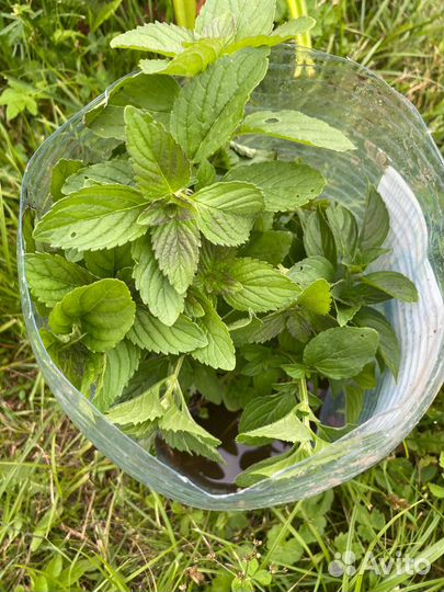 Рудбекия куст, Эстрагон (тархун), мята