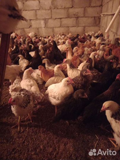 Цыплята подрощенные