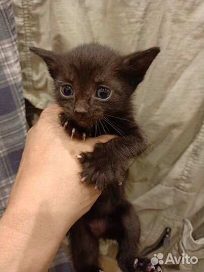 Ласкуша кошечка породы - Бомбей