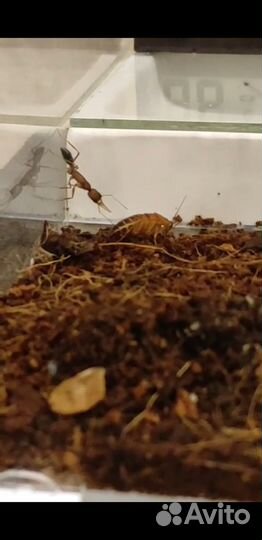 Продам муравьёв Harpegnathos saltator