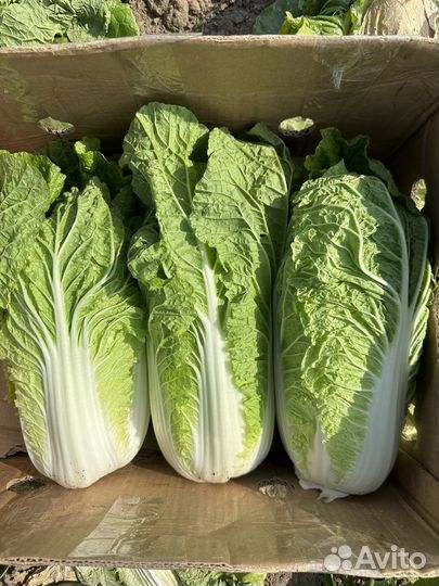 Пекинская капуста