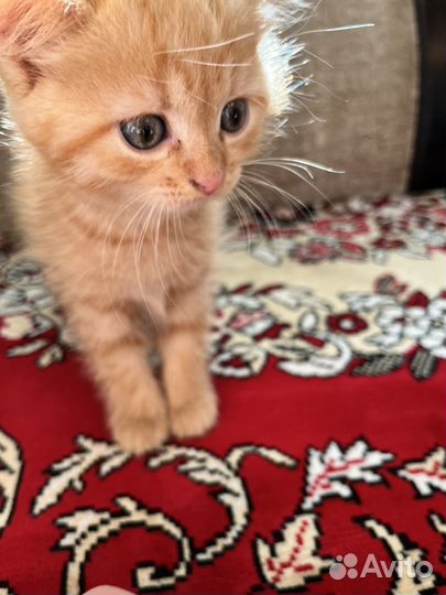 Рыжий котенок девочка