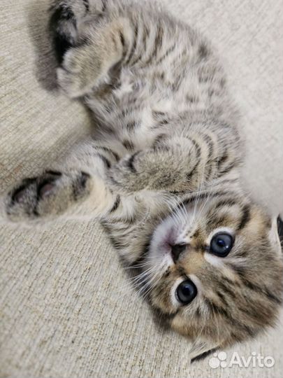 Продам шотландских котят