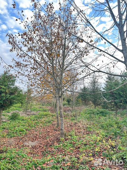 Липа крупнолистная