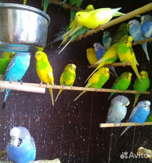 Попугаи домашние разные, птенцы и взрослые