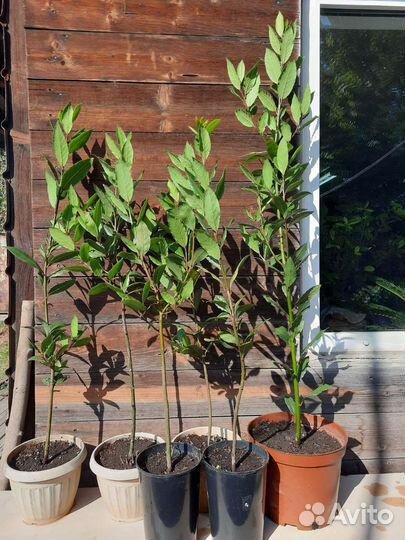 Лавровое дерево