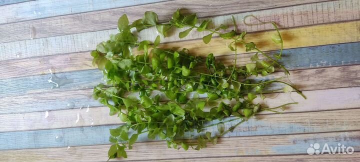 Аквариумные растения