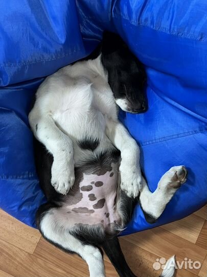 Собака