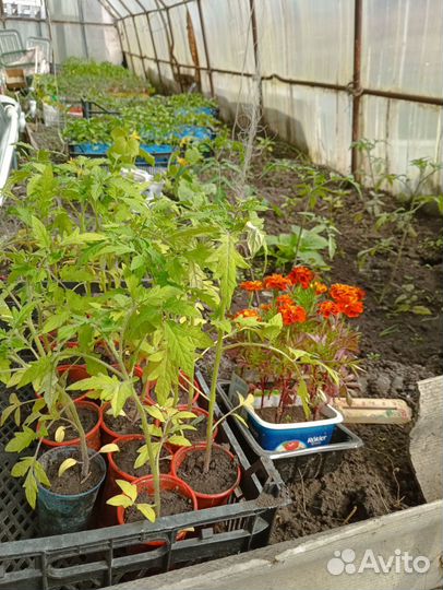 Рассада помидор,перцев, баклажан
